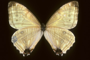 Morpho sulkowskyi / Mâle