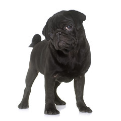 puppy black pug