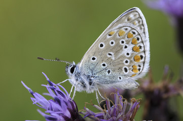 Polyommatus icarus / Argus bleu / Mâle