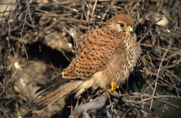Falco tinnunculus / Faucon crécerelle
