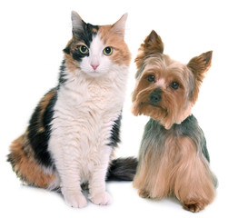 tricolor cat and yorkshire terrier