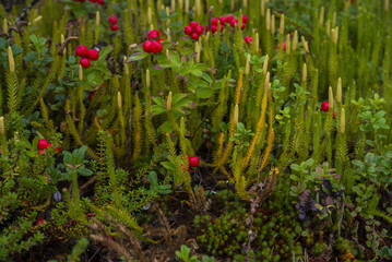 Wild berries in the wood