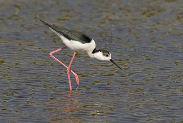 Himantopus himantopus / Echasse blanche