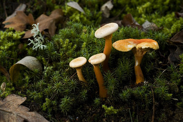 Hygrophoropsis aurantiaca / Fausse girolle