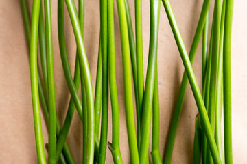 Obraz premium spring flower stalks like green lines of nature useful for background