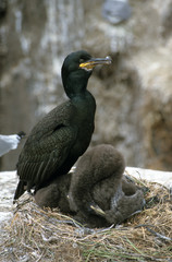 Phalacrocorax aristotelis / Cormoran huppé