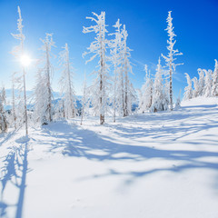 Fototapeta na wymiar magical winter snow covered tree 