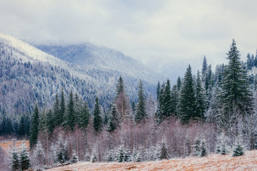 magical winter snow covered tree 