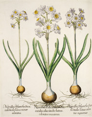 Illustration  botanique / Narcissus tazetta / Narcisse tazette