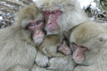Macaca fuscata / Macaque du Japon