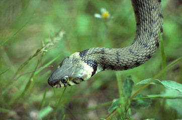 Couleuvre à collier / Natrix natrix