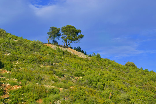 Pine trees on the slope. Blue sky background