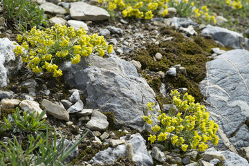 Draba aizoides / Drave faux aïzoon
