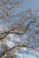 Tree branches and blue sky