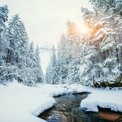 Obraz na płótnie Canvas River in the forest in winter