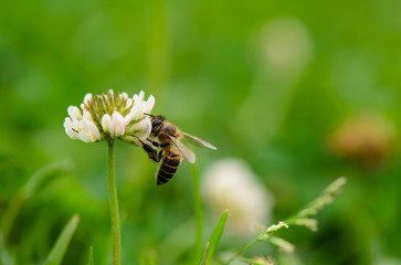 Bee on flower