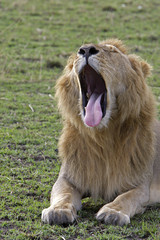 Fototapeta na wymiar Panthera leo / Lion