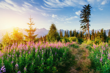 Wildflowers at sunset. Dramatic wintry scene. Carpathian. Ukraine. Europe