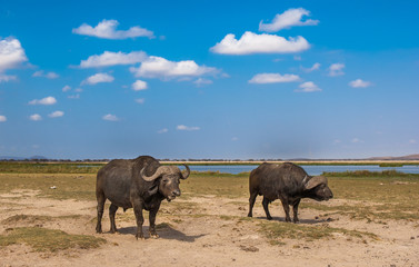 buffaloes at amboseli national park, kenya