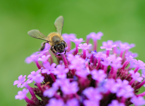 Bee on Verbena flowers