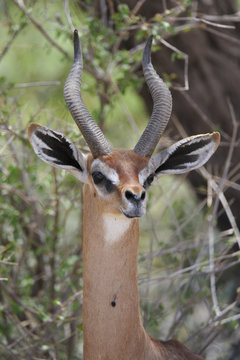 Gazelle De Waller Images Browse 59 Stock Photos Vectors And Video 