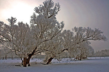 Arbre couvert de neige