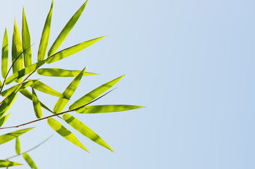 Bamboo leaves