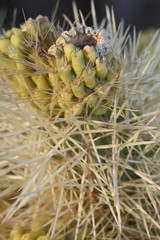 Cylindropuntia bigelovii