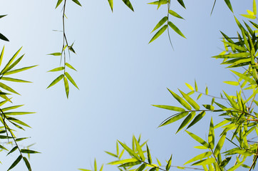 Bamboo leaves