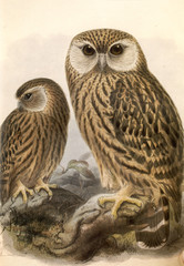 Illustration zoologique / Ninoxe rieuse / Sceloglaux albifacies