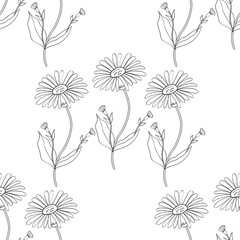 Arnica. Vintage medicinal herb sketch. Botanical plant illustration, seamless pattern