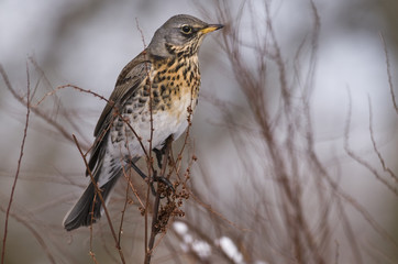 Turdus pilaris/ Grive litorne