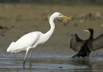 Casmerodius albus / Egretta alba / Grande aigrette