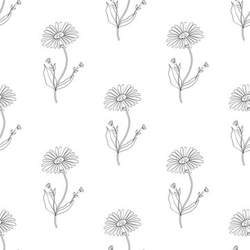 Arnica. Vintage medicinal herb sketch. Botanical plant illustration, seamless pattern