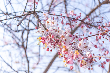 Cherry flower Prunus cerasoides,Giant tiger flower in Phoo Lom Lo ,Phetchaboon, Thailand.