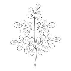 Moringa oleifera, medicinal plant. Hand drawn botanical sketch illustration.