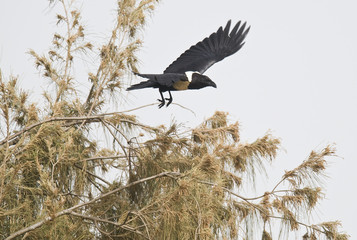 Corvus albus / Corbeau pie