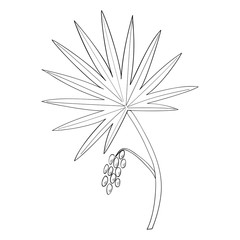 Saw Palmetto (Serenoa repens). Hand drawn botanical illustration. Medicinal tree.