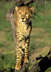 Ancinonyx jubatus / Guépard