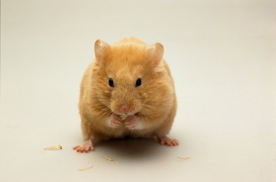 4 Best Hamster Dore Images Stock Photos Vectors Adobe Stock 4 Best Hamster Dore Images Stock Photos Vectors Adobe Stock