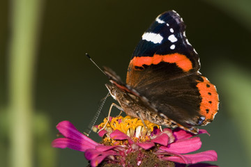 Vanessa atalanta / Vulcain