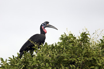 Bucorvus abyssinicus / Calao d'Abyssinie