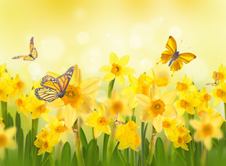 Jonquilles jaunes avec des papillons, fond printanier de fleurs.