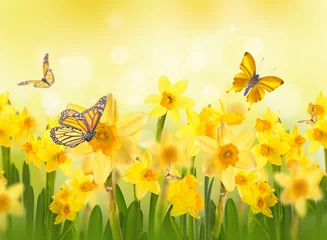 Papier peint photo autocollant rond Narcisse Jonquilles jaunes avec des papillons, fond printanier de fleurs.