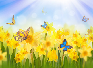 Yellow daffodils with butterflies, spring background of flowers.