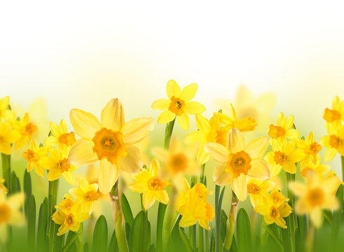 Yellow daffodils with butterflies, spring background of flowers.