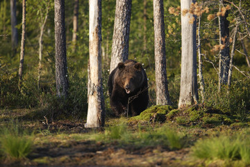 Ursus arctos / Ours brun