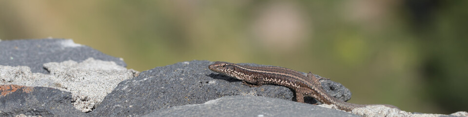 Mauereidechse auf Madeira