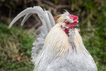 A detailed close up portrait of a cockerel showing a three quarter length image with feather and eye detail