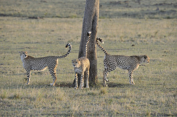 Ancinonyx jubatus / Guépard